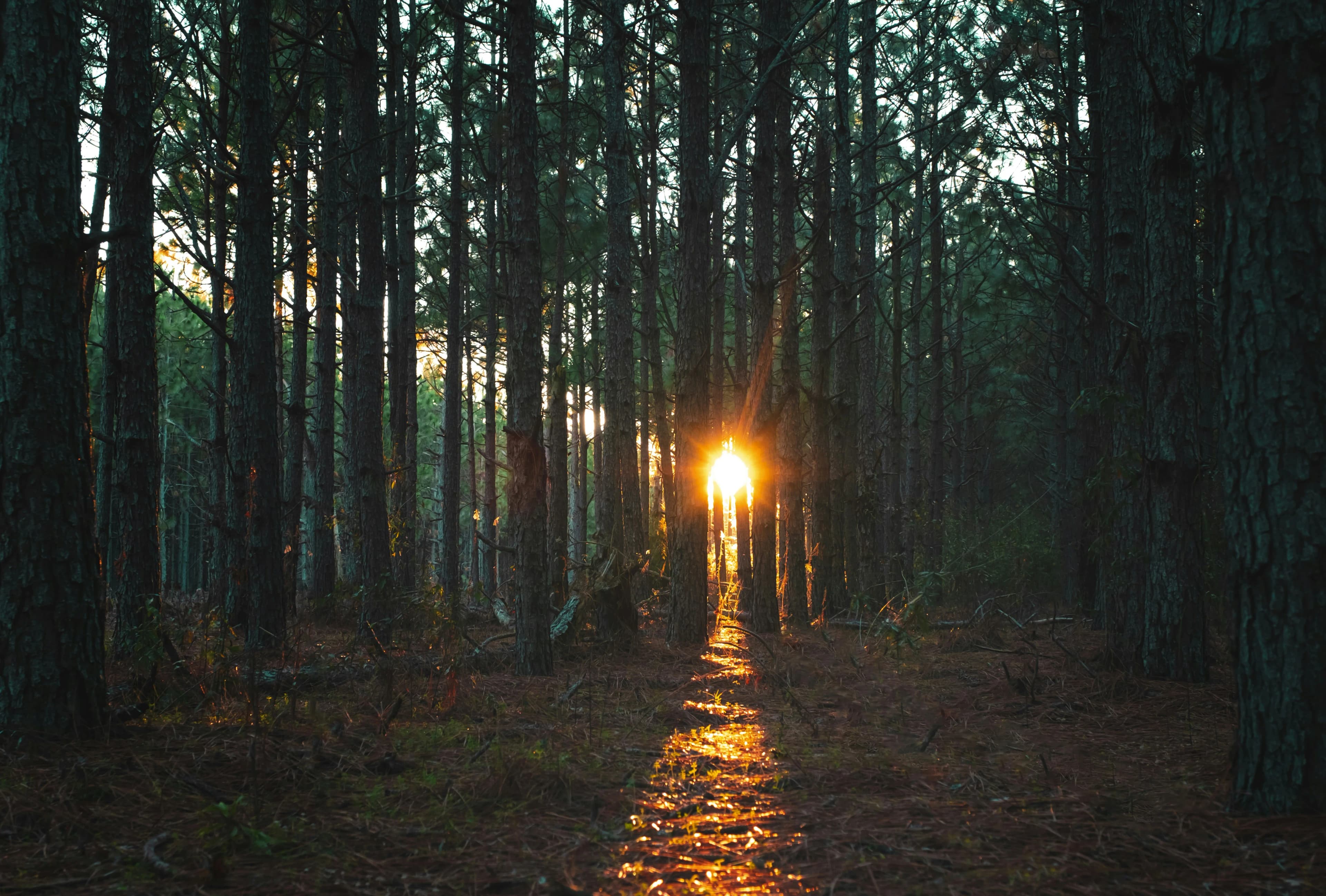 Forêt avec rayons de lumière — chemin vers la guérison
